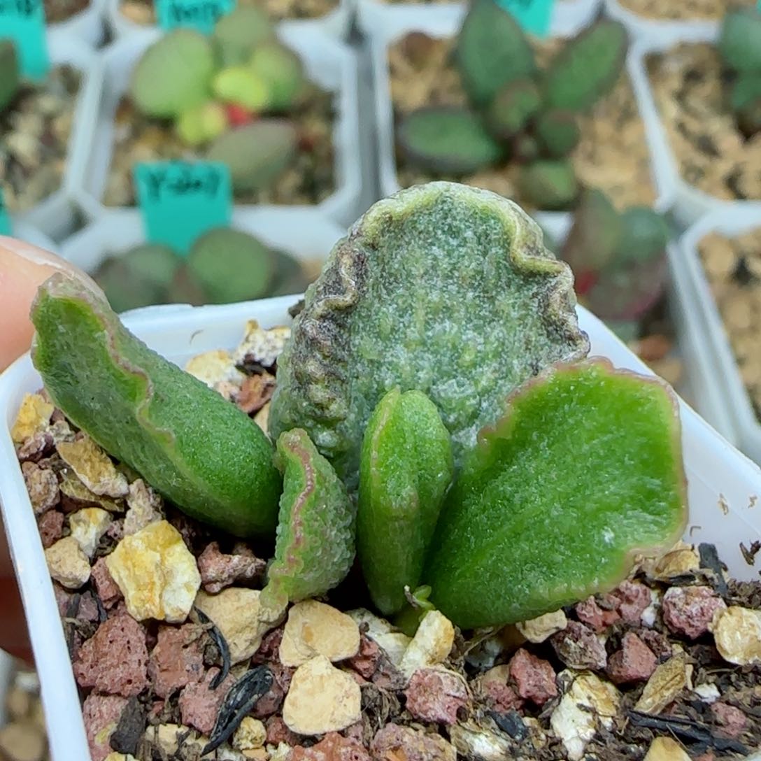 龙葵叶插，带盆发