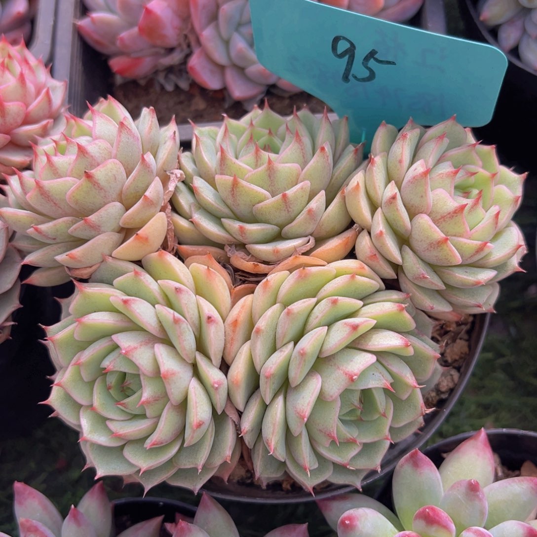 福利来了来了来了来啦