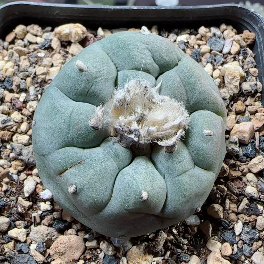 A166实生草球多肉3.8厘米