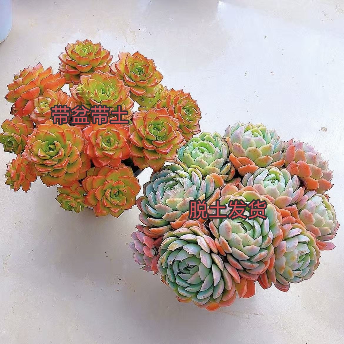 蒂亚+香妃贝瑞脱土发多肉植物种室内外庭院阳台脱土裸根发货