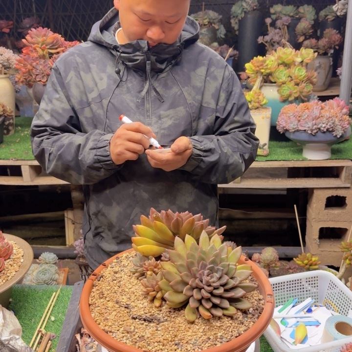 象牙多肉植物000000009