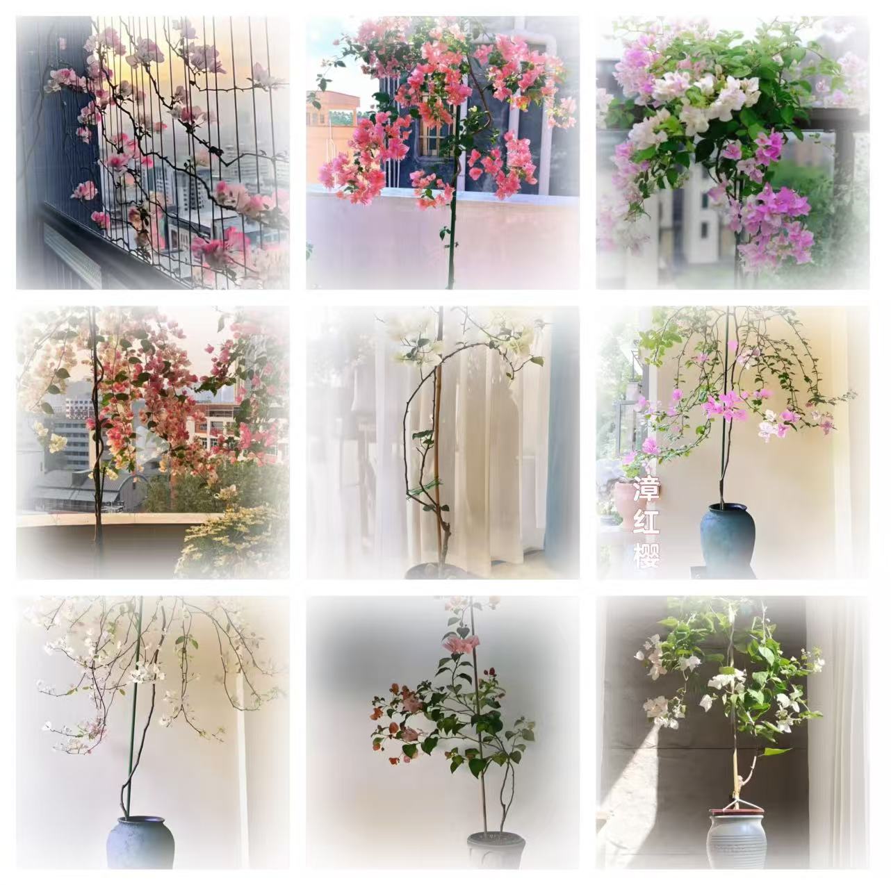 (改价链接）三角梅盆栽带花发货基地原盆植物