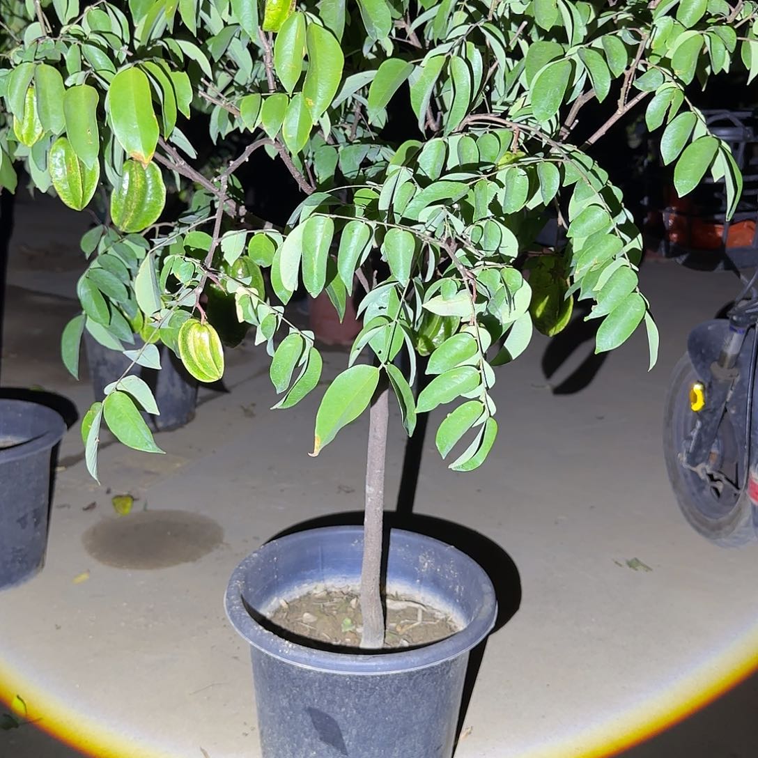 幸***️金都一号果树1111111111111