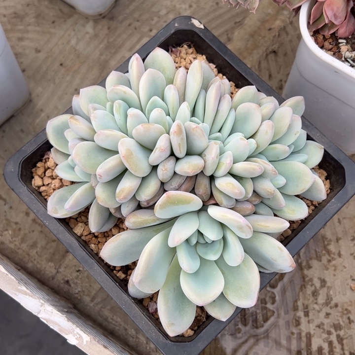 奥橙全朵朵缀化叶插无砍欧耶
