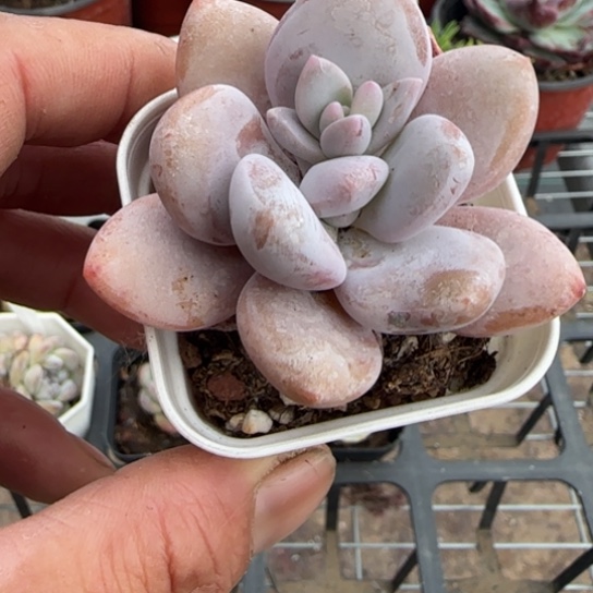 617粉兔一物一拍多肉