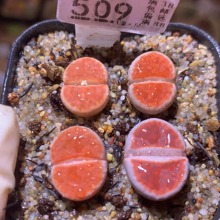 精品生石花220.509