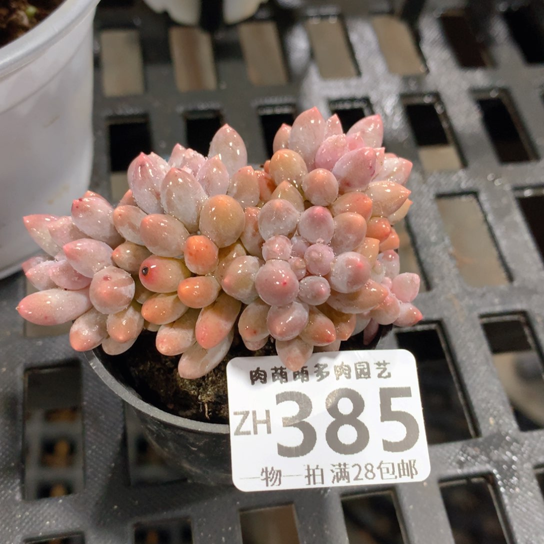 肉萌萌拇指盆精控多肉ZH385