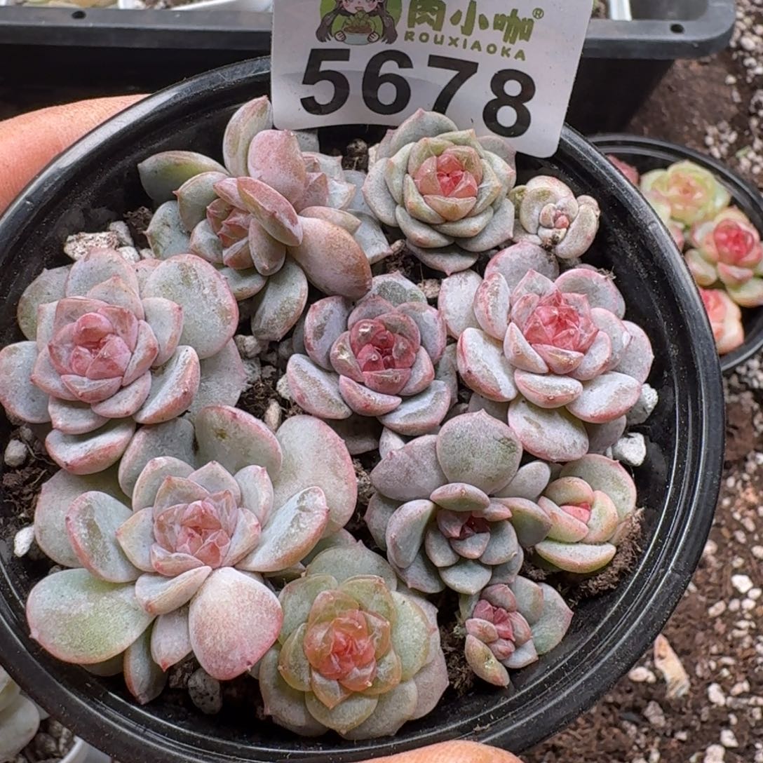 多肉植物多肉植物