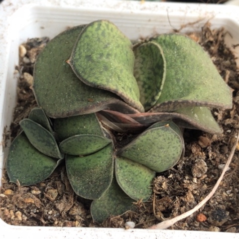 恐龙蜗牛母本带5个侧牙带盆发货