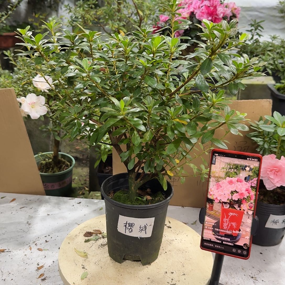 全部花苞樱绒杜鹃花