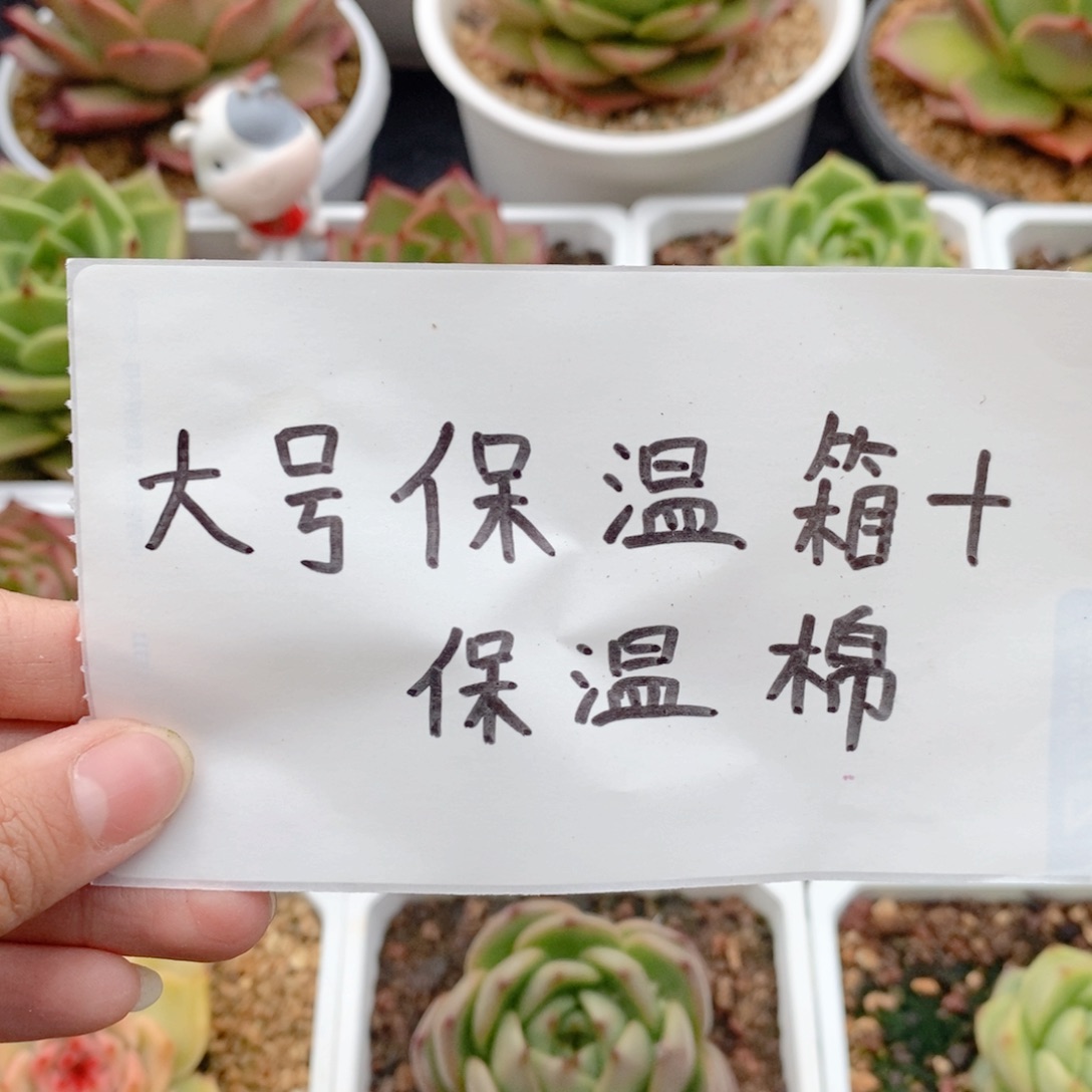 零度以下拍、不拍冻坏不售后