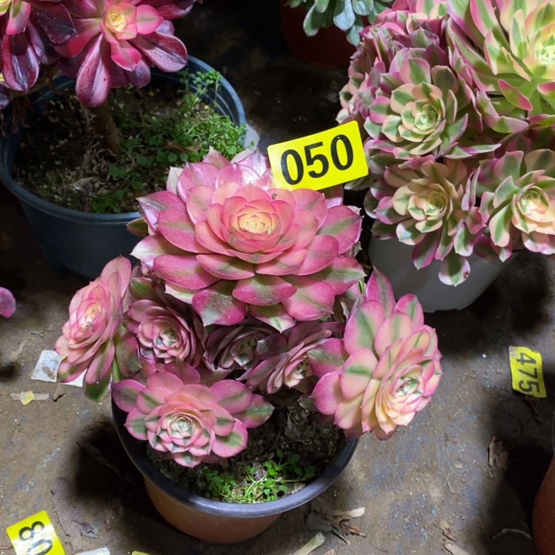 青城多肉法师050