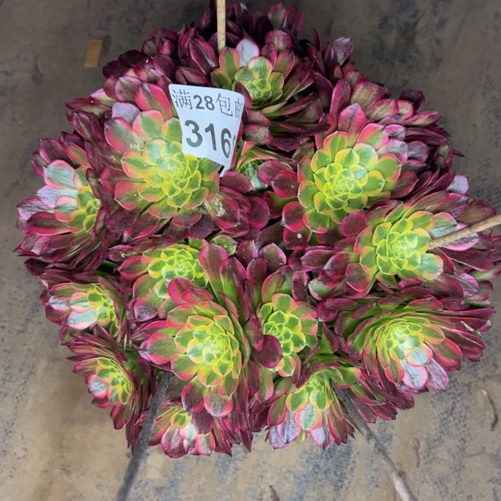 3168朝霞多肉植物