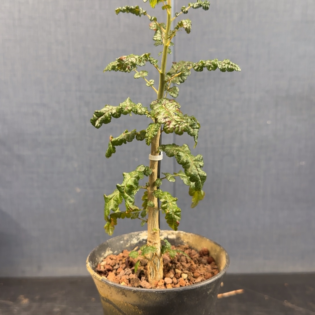 索娜乳香实生带盆