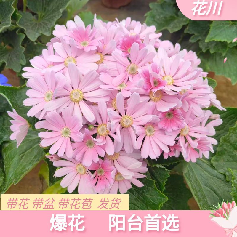 花川【赛妮蒂瓜叶菊】多色瓜叶菊盆栽耐寒好养适合室内外种植