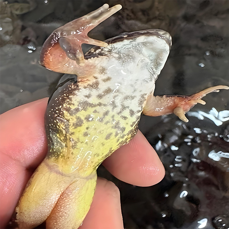 东北特产公蛙保鲜不包活鲜活发货京东包邮下单送大酱