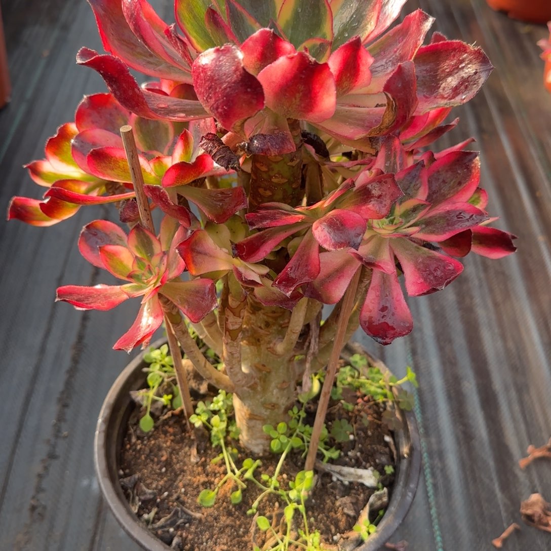 暮***念6131多肉魅影多肉