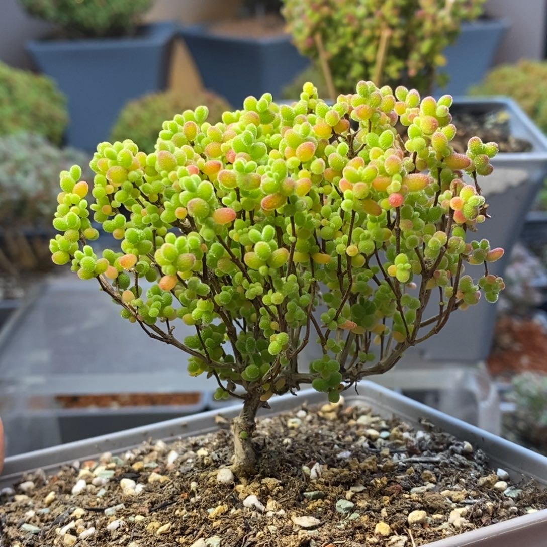 180蜜橘糖球枝干番杏