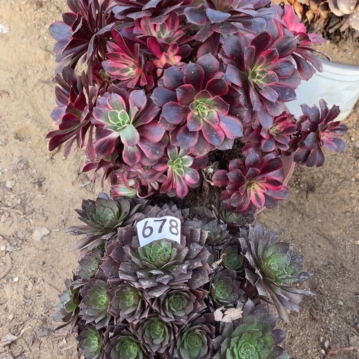 无花朵678多肉植物组合无售后