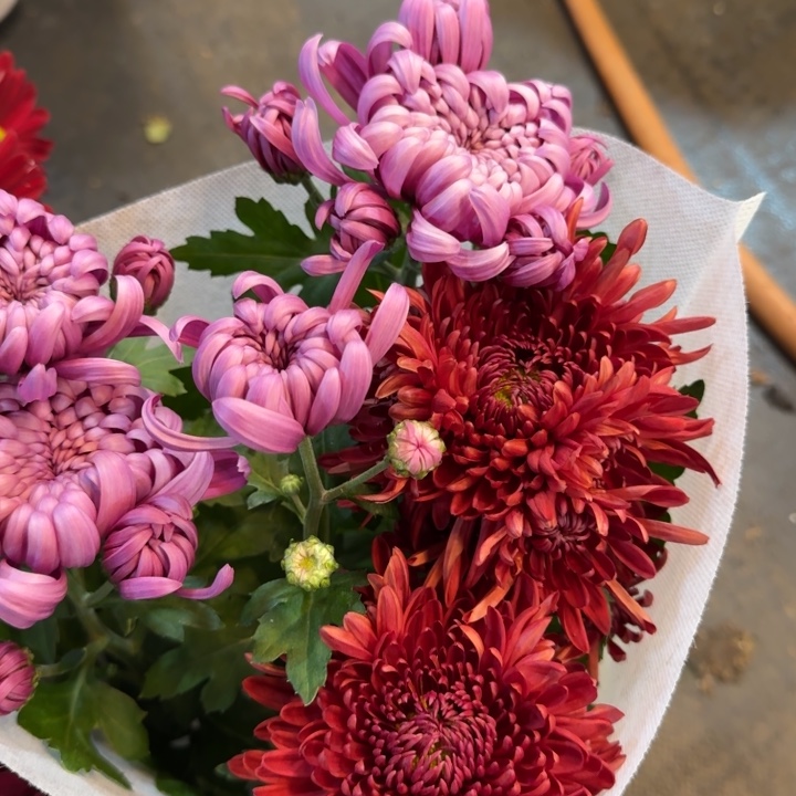 140规格龙爪菊红紫双色盆栽