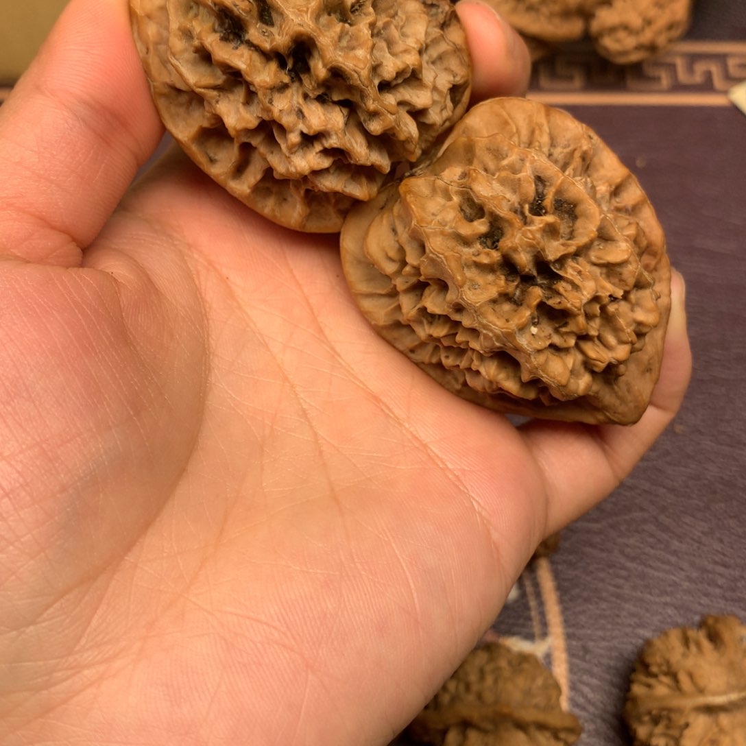 迁*秦岭的一个大森林中