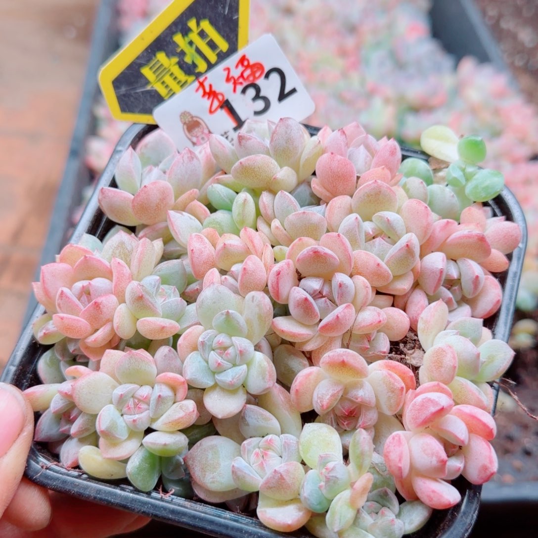 多肉植物多肉植物