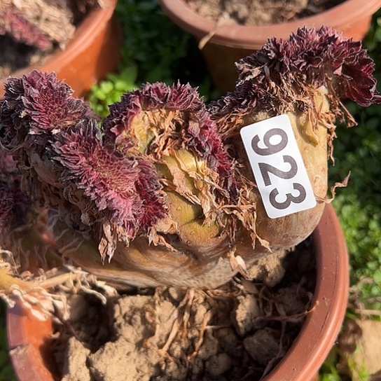 小****多肉植物一个黑变白923