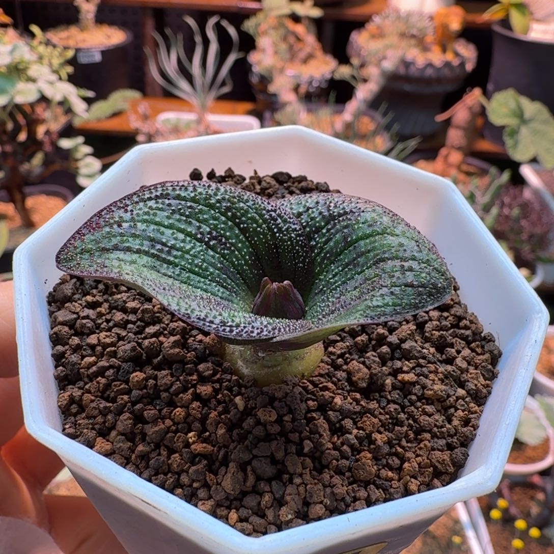 紫镜701 仙人掌仙人掌