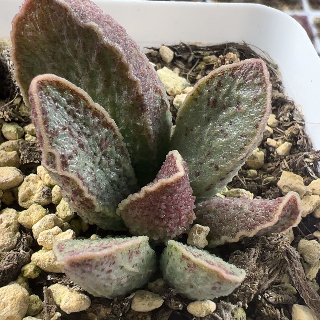 酒红猪肝大苗多肉植物水泡