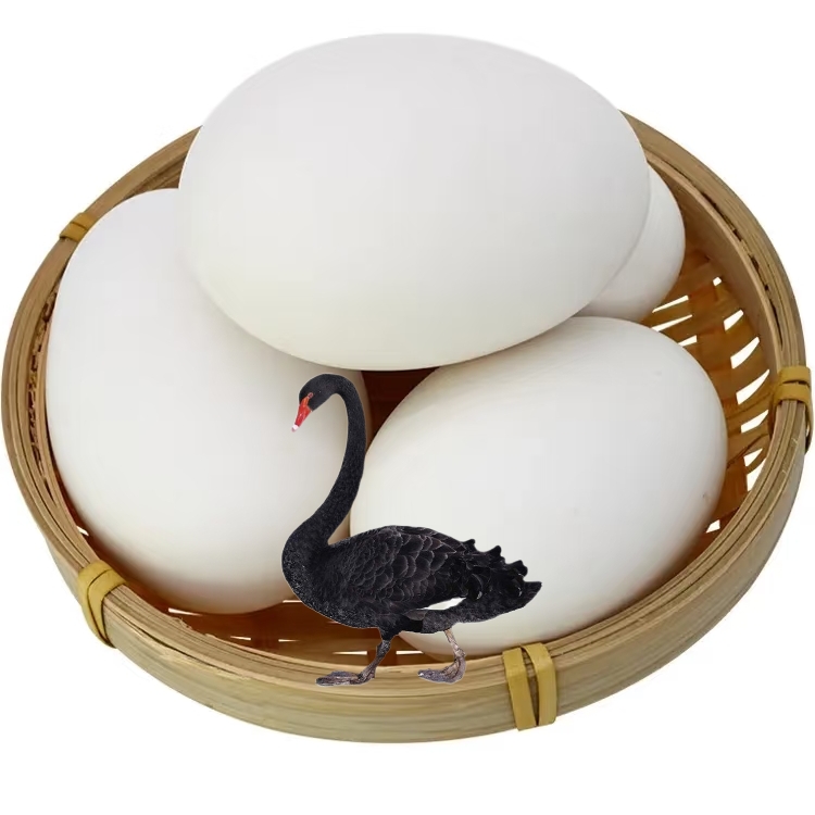 新鲜蛋天鹅蛋种蛋黑白斑头鹅蛋早上现捡蛋好吃又营养可孵化