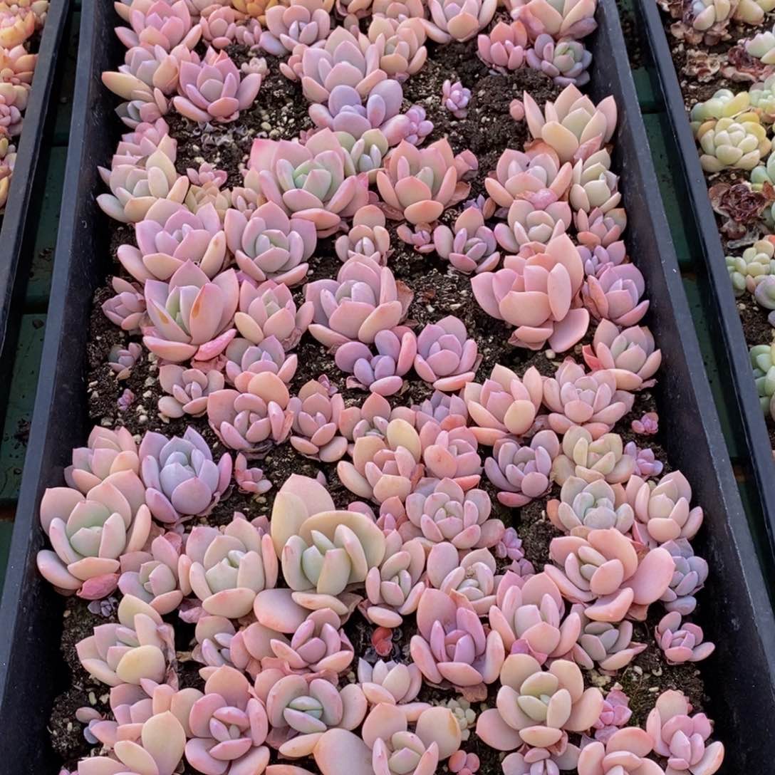 593多肉植物保护研究所所长