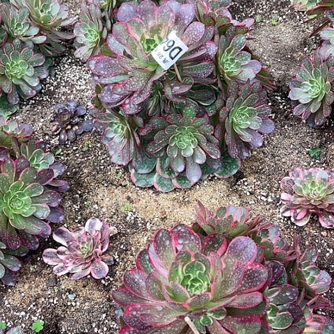 648粉花妖不包断枝