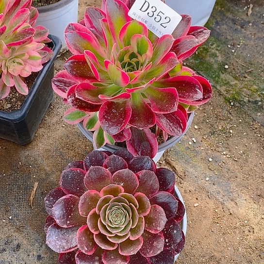 352女巫云荷多肉2颗