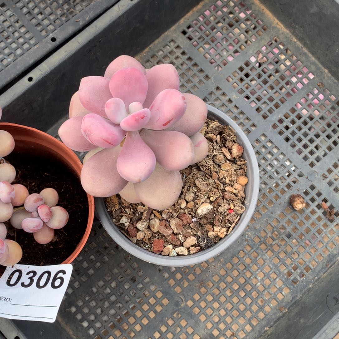 M****i单头圆叶桃蛋一物一拍