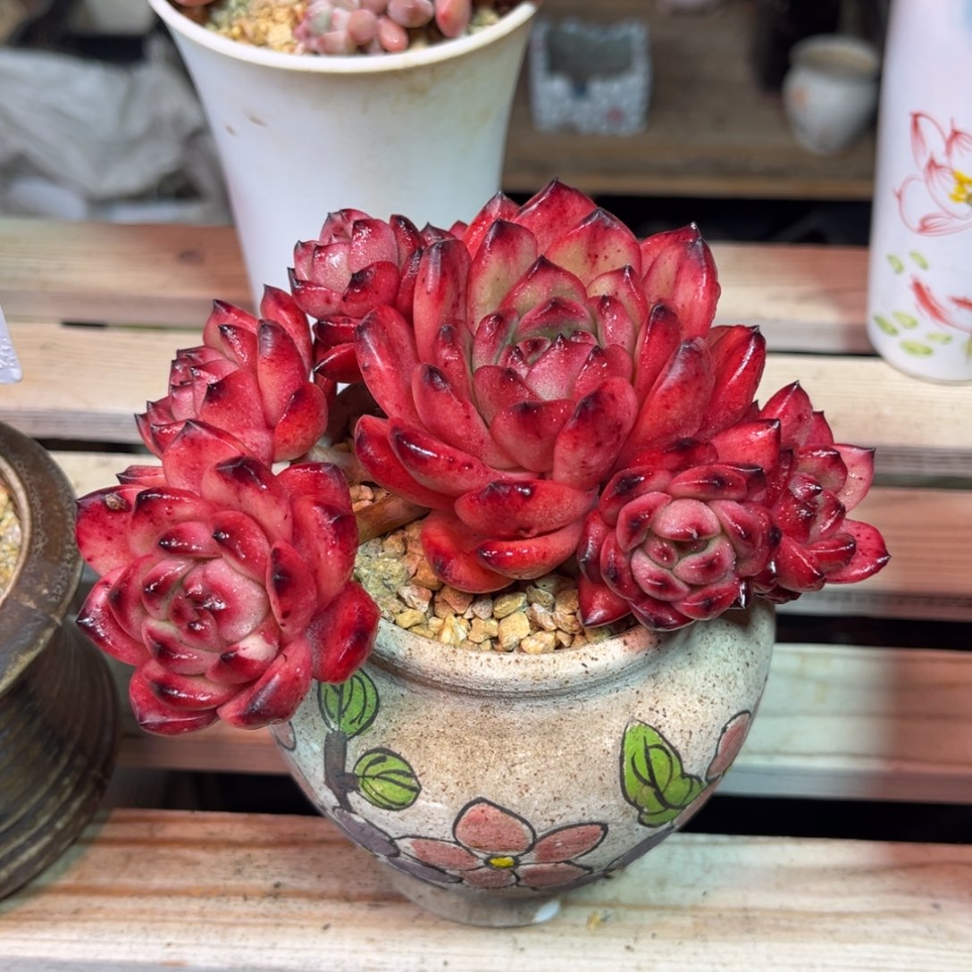 TM多肉植物duolvjinjinnv