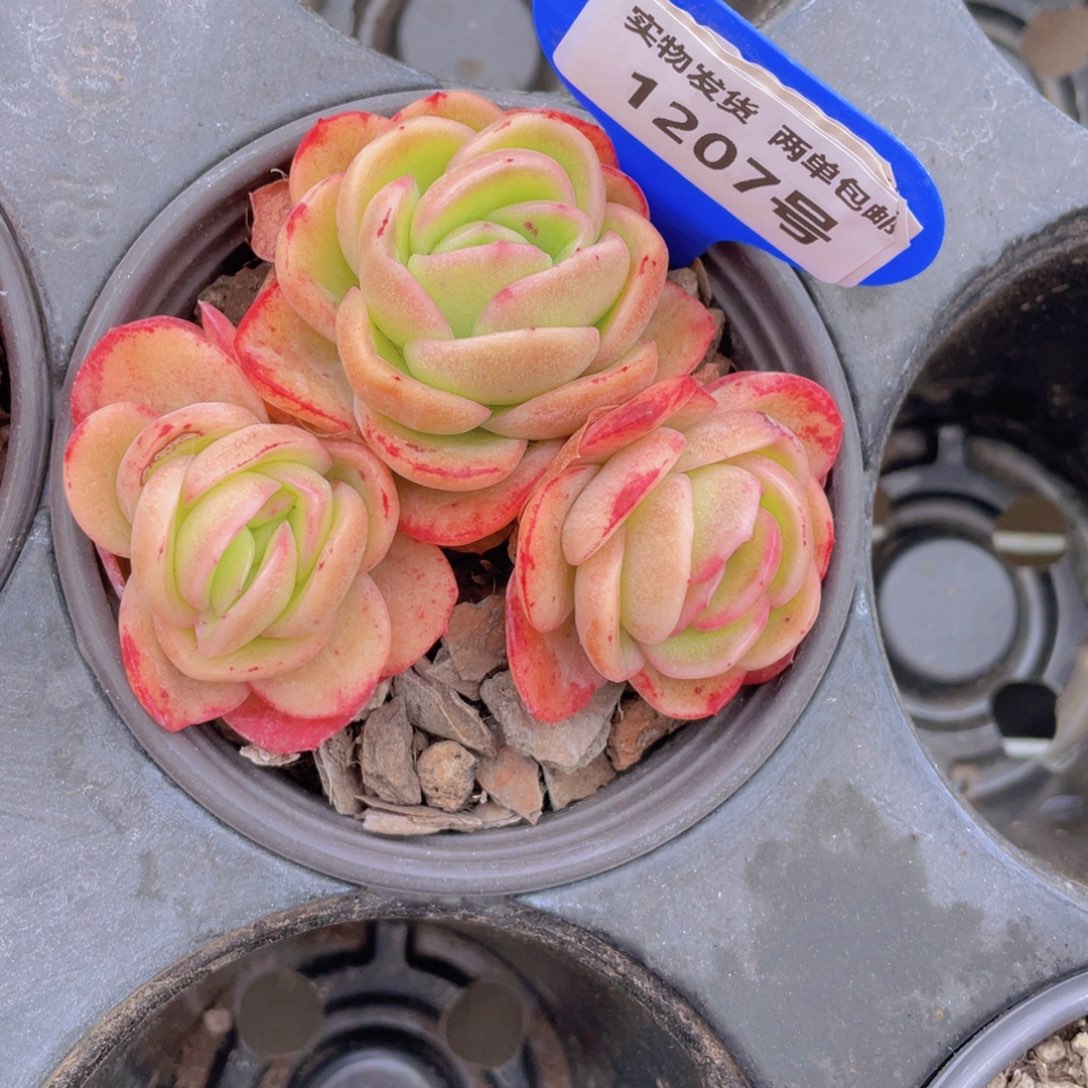 1207号 冰玫瑰群生不包整一个