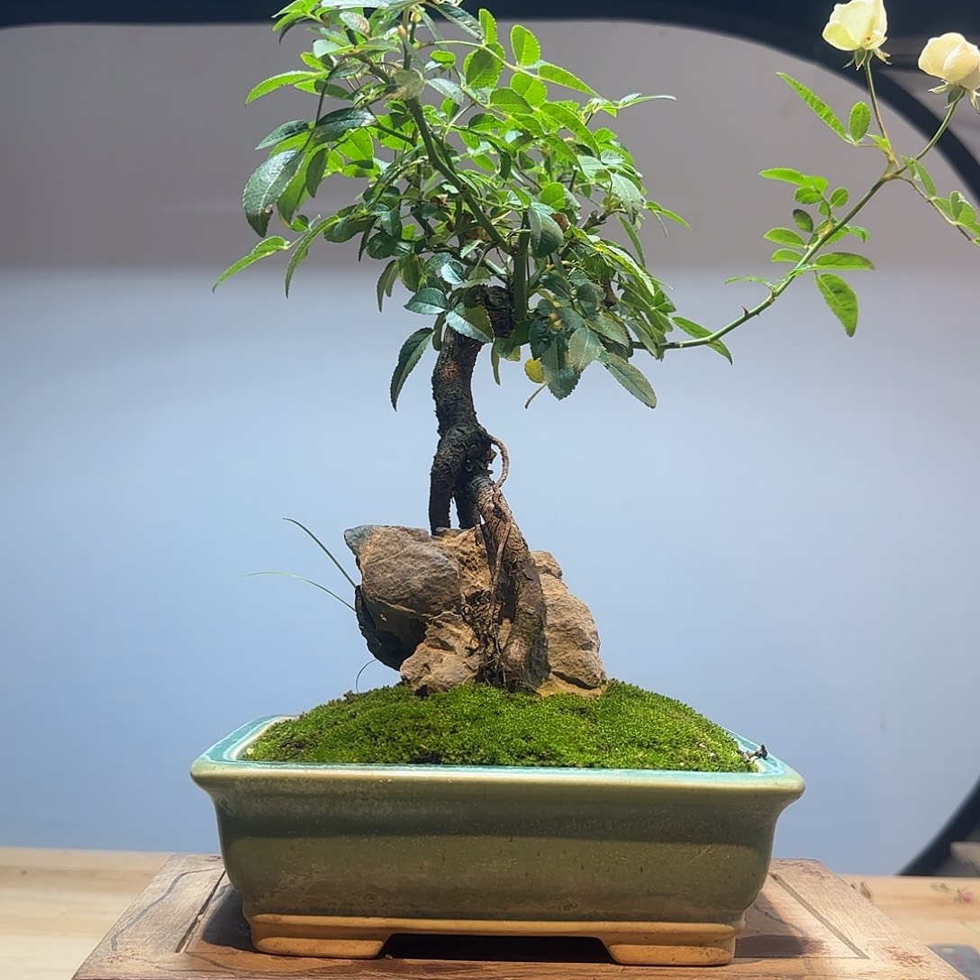 完全开放月季老庄盆景