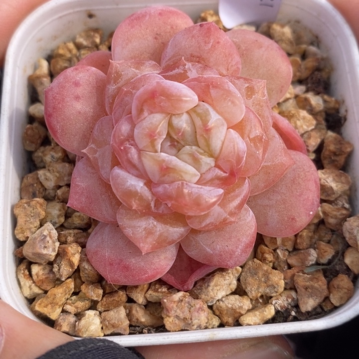 1205-543，糖心多肉