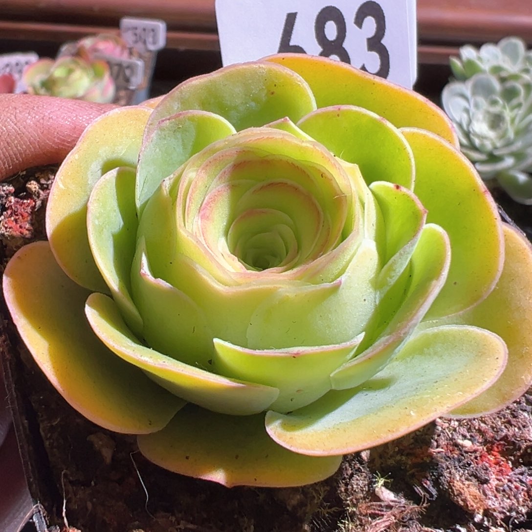 未知683山地玫瑰多肉