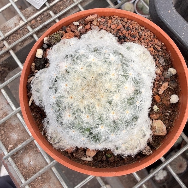 实生粉花白星6仙人球