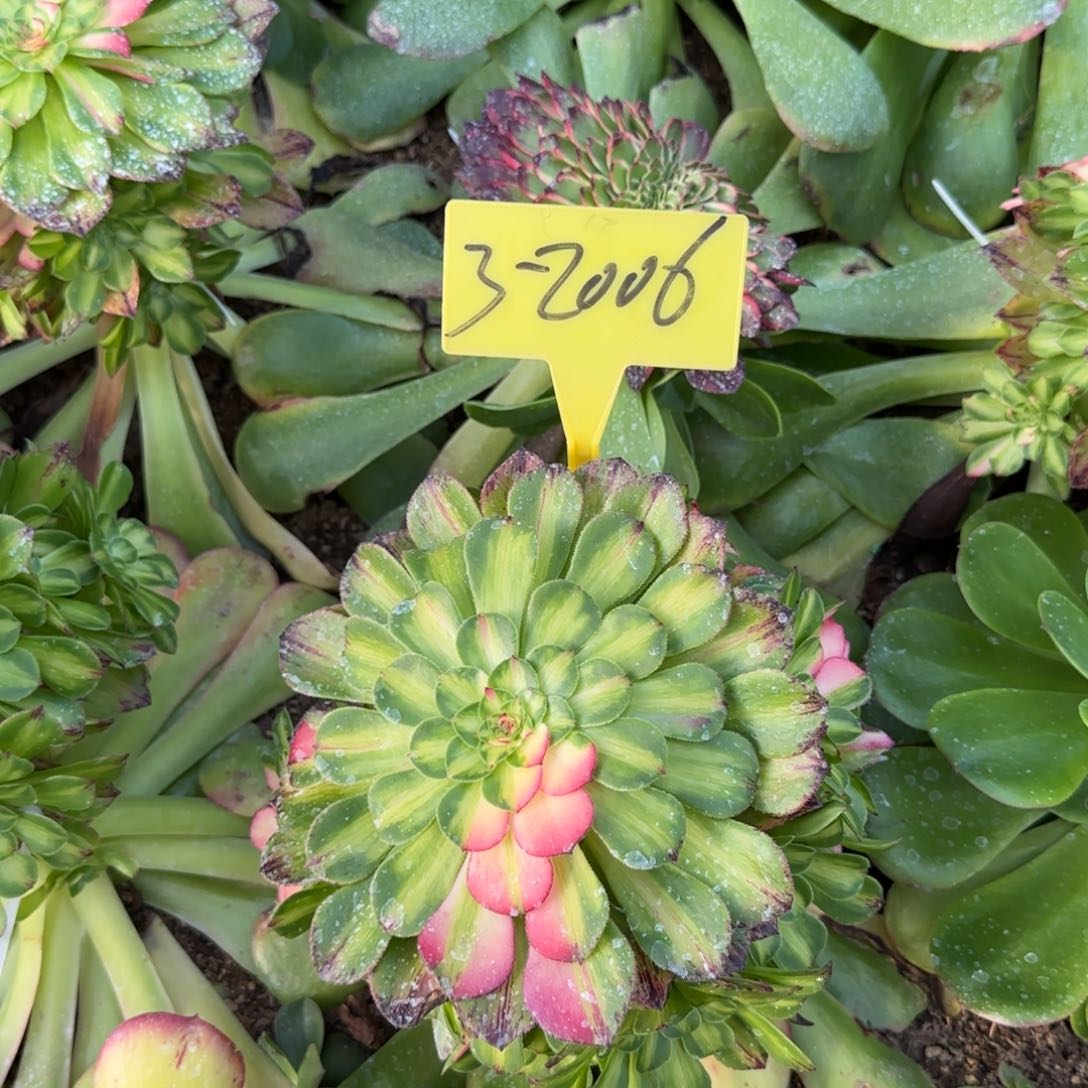 3-2006+++多头多肉植物