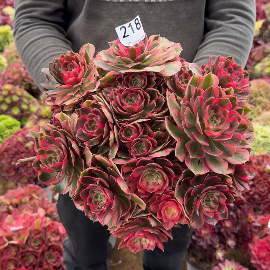 218粉女郎多肉植物