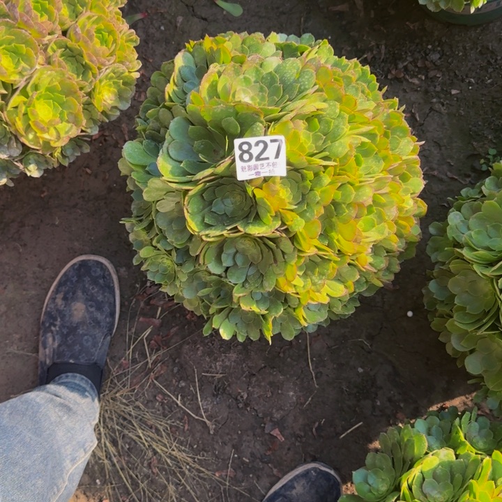 万圣节花29-24包邮花花