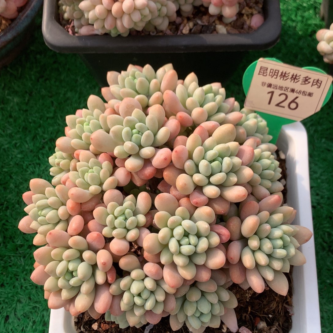 鱼子酱老桩无砍平头126