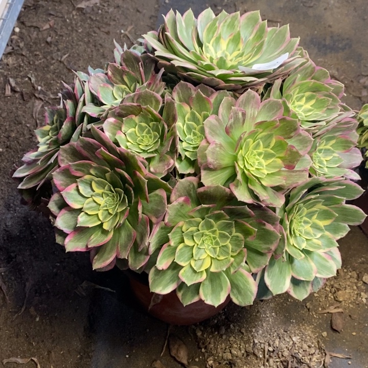 海王多肉断头不包1974