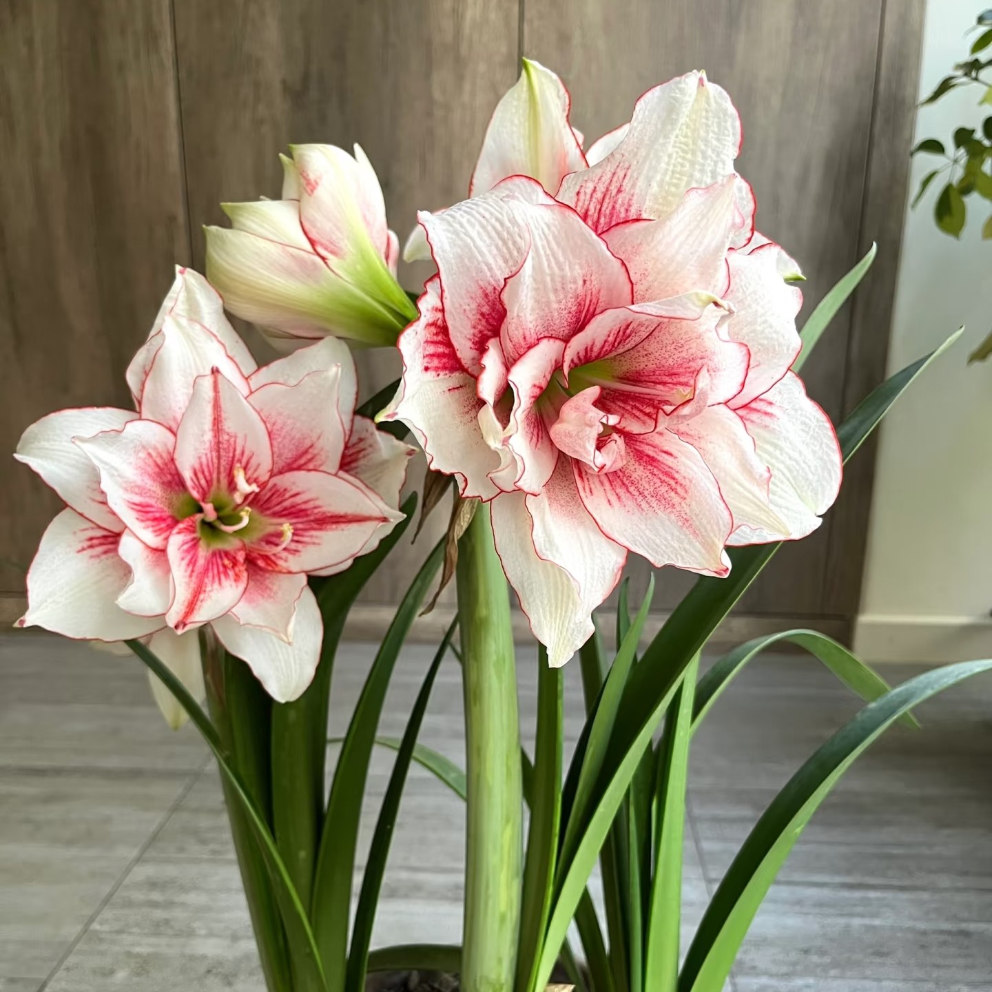 朱顶红超大球 进口球又养了一年，开花多