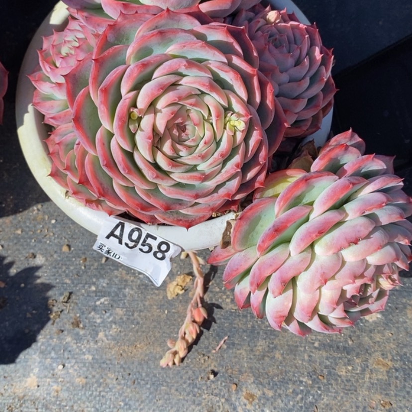 【闪购商品】海*多肉植物