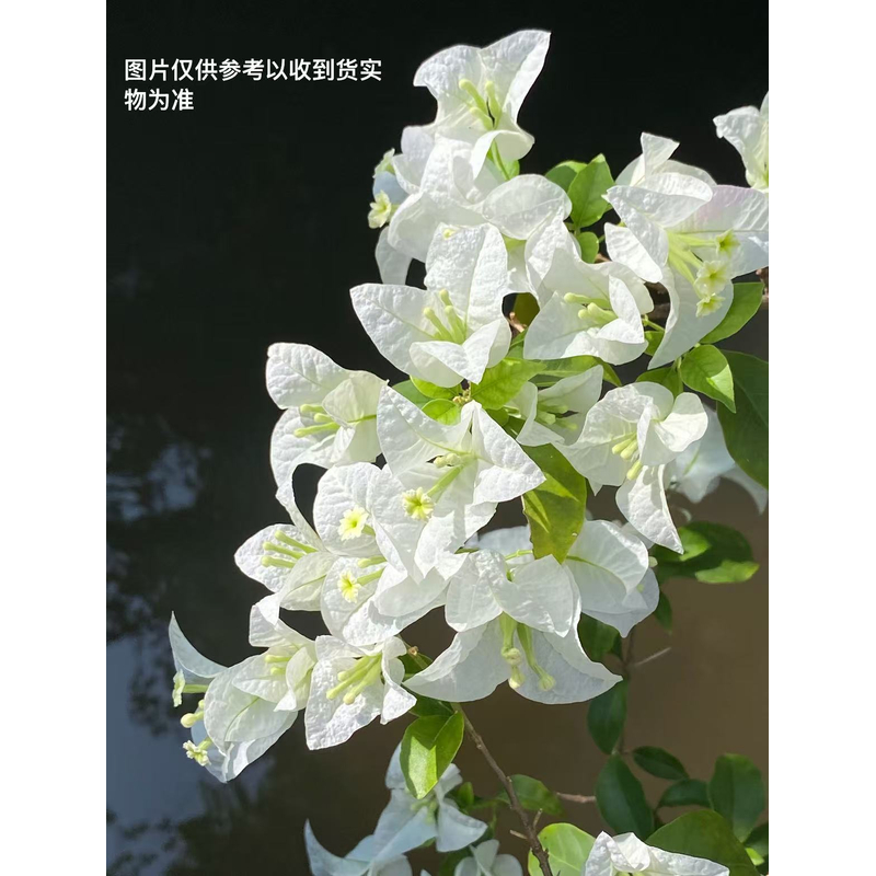 【白雪公主】【小灯仔】三角梅循环开花(不带花)