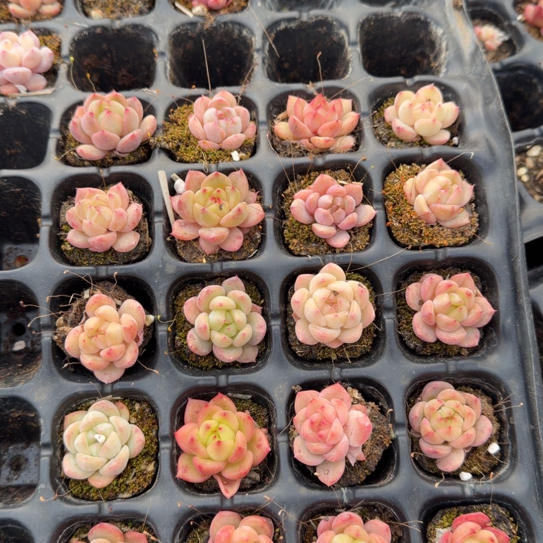 13-14冰玉杂交宽厚东云二十颗量拍左五