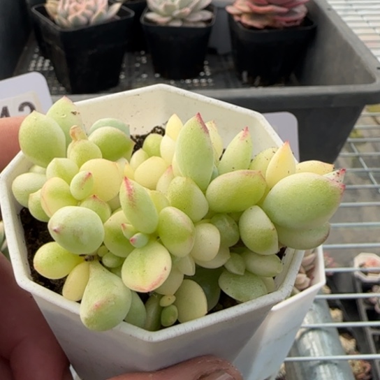 36 一物一拍多肉